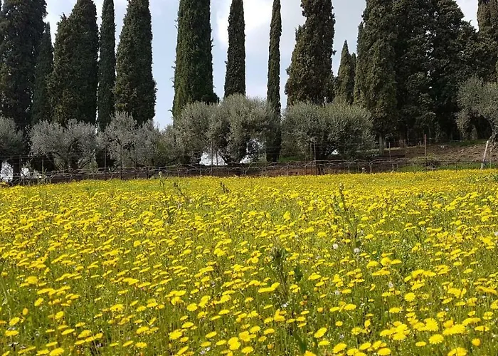 Dei Cipressi Wine 4*