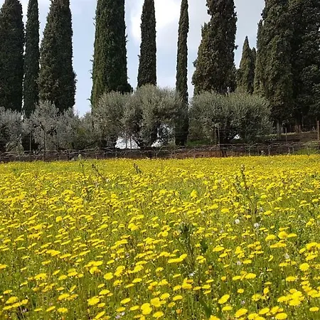 Dei Cipressi Wine 4*